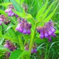 Comfrey -20 Seeds