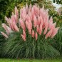 Pampas Grass- Pink- 100 Seeds