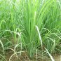 LemonGrass- (Cymbopogon Flexuosus)- 25 Seeds