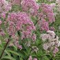 Joe Pye Weed- Eupatorium- 200 Seeds