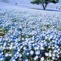 1000 BABY BLUE EYES SEEDS FLOWERS GROUNDCOVER DROUGHT TOLERANT WILDFLOWER SPRING