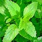 1000 LEMON BALM CITRONELLA PERENNIAL SEEDS MOSQUITO INSECT REPELLENT NON-GMO US