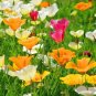 California Poppy Seed Mix, 250 Seeds, Buy 2 Get 1 FREE, Colorful