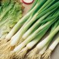 White Lisbon Onion Seeds | Scallion / Bunching | Non-GMO
