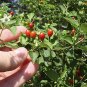 Chiltepin / Tepin / Chile Pequin / Birds Eye Pepper Seeds