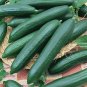 Tendergreen Burpless Cucumber Seeds | Non-GMO