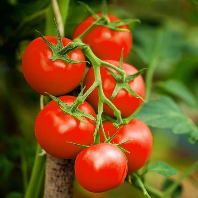 Cherry Tomato Seeds (Large Red) | Heirloom | Non-GMO