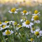 Roman Chamomile Seeds | Heirloom - Non-GMO
