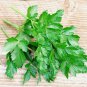 Italian Dark Green Parsley Seeds | 500 Seeds | Heirloom - Non-GMO
