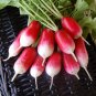 French Breakfast Radish Seeds | 200 Seeds