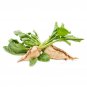 Heirloom SUGAR BEET SEEDS 500+ | NON-GMO - Make Sweet SUGAR | DEER MAGNET
