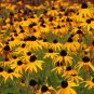 2,500+ Black Eyed Susan (Rudbeckia Hirta) Flower Seeds Yellow