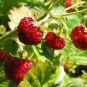 Alpine Strawberry Fragaria Vesca fast growing 100+ seeds