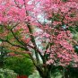 Princess Tree {Paulownia tomentosa} 50+ seeds