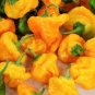 Scotch Bonnett hot pepper scoville 50,000/350,000 20+ seeds