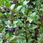 Evergreen Huckleberry {Vaccinium ovatum} 25+seeds