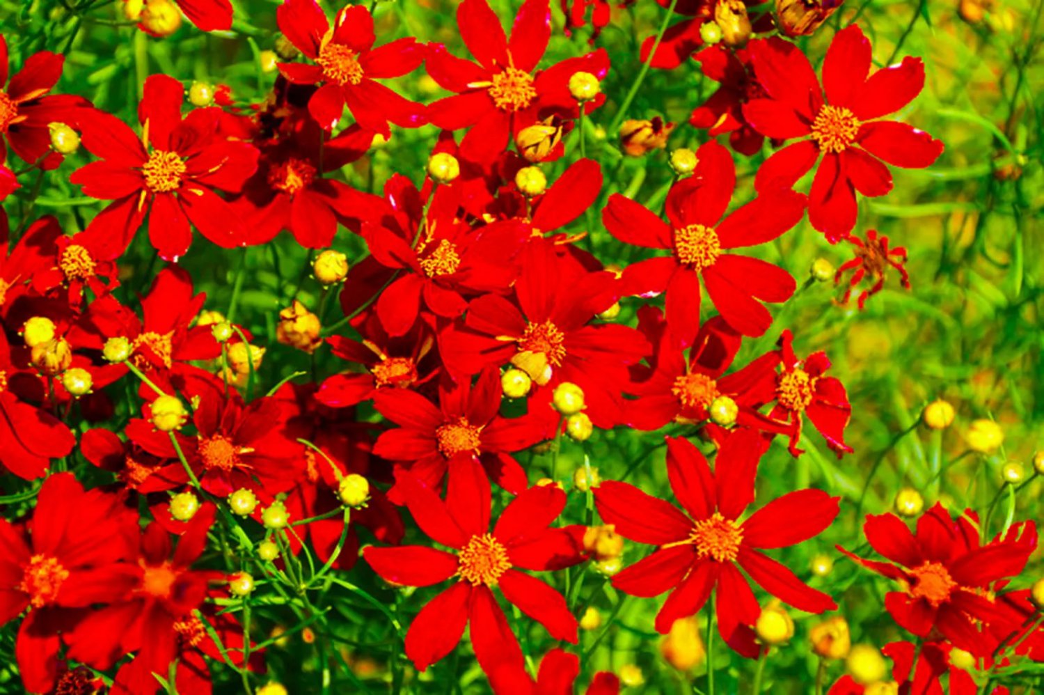 Coreopsis Red Dwarf (Coreopsis tinctoria) Flower Seeds 1000