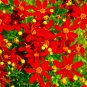Coreopsis Red Dwarf (Coreopsis tinctoria) Flower Seeds 1000