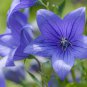 Balloon Flower Toraji {Platycodon grandiflorus}50+seeds