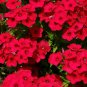 100 Red Scarlet Phlox Drummondii Flower Seeds