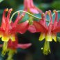 Eastern Red Columbine {Aquilegia Canadensis} 50+ seeds