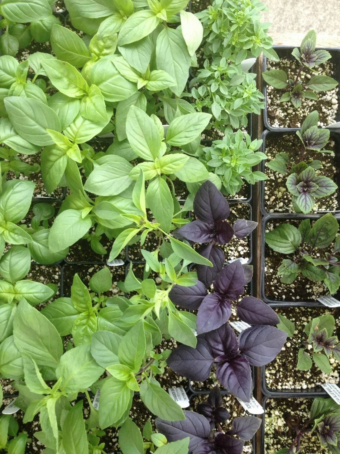 Thai Basil purple Ocimum Basilicum heirloom NON-GMO 450+ seeds