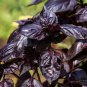 Thai Basil purple Ocimum Basilicum heirloom NON-GMO 450+ seeds