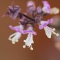 Thai Basil purple Ocimum Basilicum heirloom NON-GMO 450+ seeds