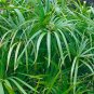 Umbrella Palm {Cyperus Alternifolius} 50+ seeds