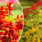 600+ Red Wildflower Seeds, Tall, Bulk Lobelia Cardinal Flower