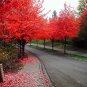40+ FAST GROWING TREE SEEDS: Red Maple (Acer rubrum)