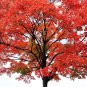 40+ FAST GROWING TREE SEEDS: Red Maple (Acer rubrum)
