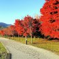 40+ FAST GROWING TREE SEEDS: Red Maple (Acer rubrum)