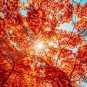40+ FAST GROWING TREE SEEDS: Red Maple (Acer rubrum)