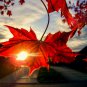 40+ FAST GROWING TREE SEEDS: Red Maple (Acer rubrum)