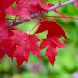 40+ FAST GROWING TREE SEEDS: Red Maple (Acer rubrum)