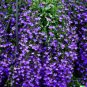 600+ Purple Trailing Lobelia Flower Seeds | Ground Cover, Basket