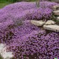 5000 Creeping Thyme Seeds: Perennial Herb & Purple Groundcover