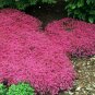 Creeping Thyme RED Groundcover Perennial Low HERB Fragrant USA Non-GMO 500 Seeds