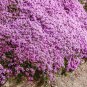 Creeping Thyme WILD Groundcover Perennial Purple Fragrant Bees Non-GMO 500 Seeds