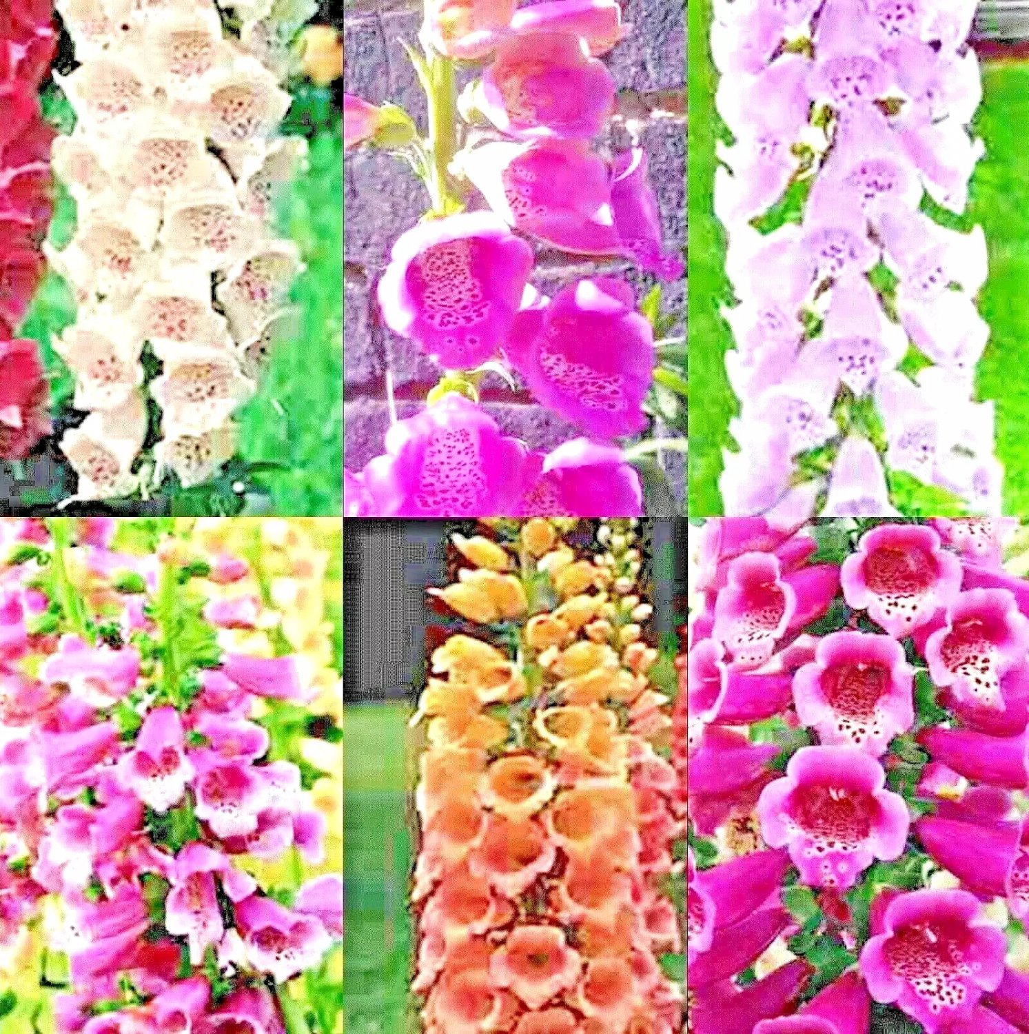 3000+ FOXGLOVE MIX SEEDS AUTUMN PERENNIAL FLOWERS EXCELSIOR HUMMINGBIRDS USA