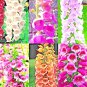 3000+ FOXGLOVE MIX SEEDS AUTUMN PERENNIAL FLOWERS EXCELSIOR HUMMINGBIRDS USA