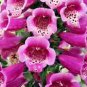 3000+ FOXGLOVE MIX SEEDS AUTUMN PERENNIAL FLOWERS EXCELSIOR HUMMINGBIRDS USA