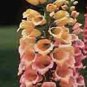 3000+ FOXGLOVE MIX SEEDS AUTUMN PERENNIAL FLOWERS EXCELSIOR HUMMINGBIRDS USA