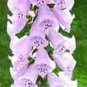 3000+ FOXGLOVE MIX SEEDS AUTUMN PERENNIAL FLOWERS EXCELSIOR HUMMINGBIRDS USA