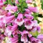 3000+ FOXGLOVE MIX SEEDS AUTUMN PERENNIAL FLOWERS EXCELSIOR HUMMINGBIRDS USA