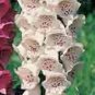 3000+ FOXGLOVE MIX SEEDS AUTUMN PERENNIAL FLOWERS EXCELSIOR HUMMINGBIRDS USA