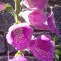 3000+ FOXGLOVE MIX SEEDS AUTUMN PERENNIAL FLOWERS EXCELSIOR HUMMINGBIRDS USA
