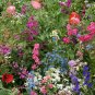 Wildflower Mix SHADE with Perennials 16 Species Pollinators Non-GMO 1000 Seeds