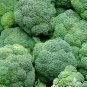 Broccoli Seeds 600+ Waltham 29 Vegetable NON-GMO